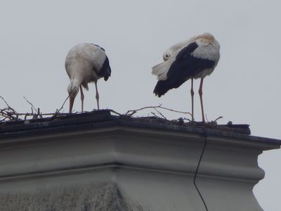 Residenzschloss Ludwigsburg, Störche auf dem Riesenbau